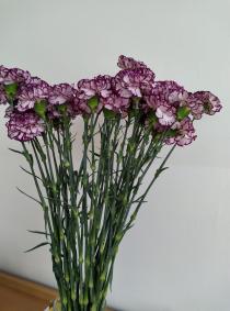 Náhodná fotogalerie